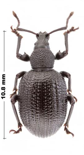 Otiorhynchus lugens